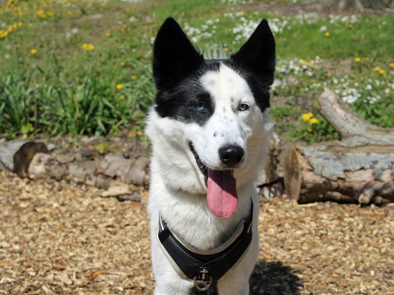 Beau | Collie (Border) Cross | Merseyside (Liverpool) - 1