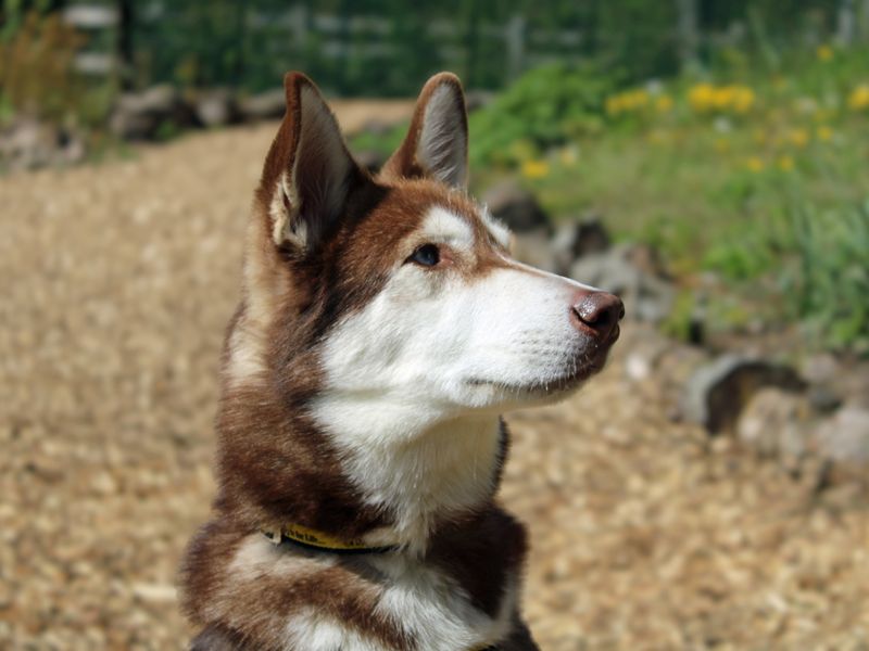 Siberian Husky Dogs And Puppies For Adoption