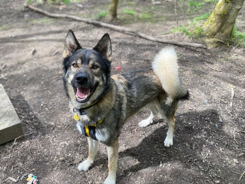 Siberian Husky Dogs And Puppies For Adoption