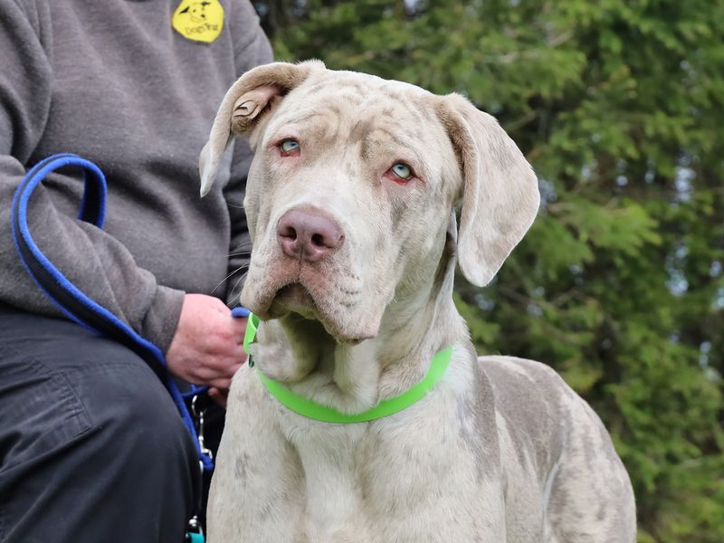 Enzo | Italian Corso Dog | Leeds - 1