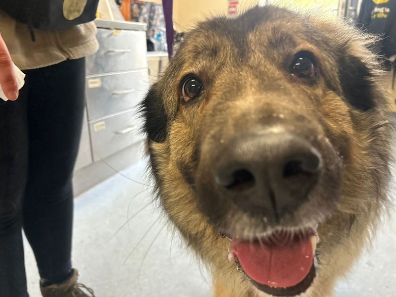 Loki | Yugoslavian Shepherd Dog – Sharplanina | Cardiff - 1