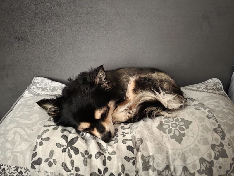 undefined | Chihuahua (Long Coat) | undefined - 4