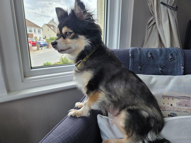 undefined | Chihuahua (Long Coat) | undefined - 2