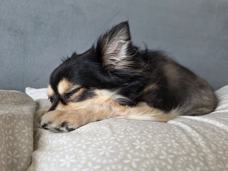 undefined | Chihuahua (Long Coat) | undefined - 3