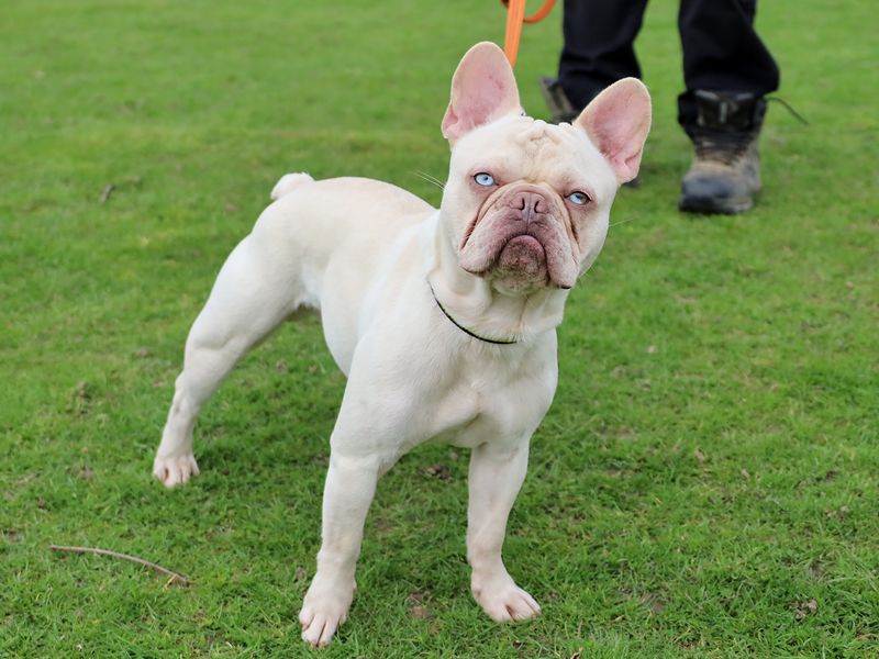 Bruno - Image 3 of 3