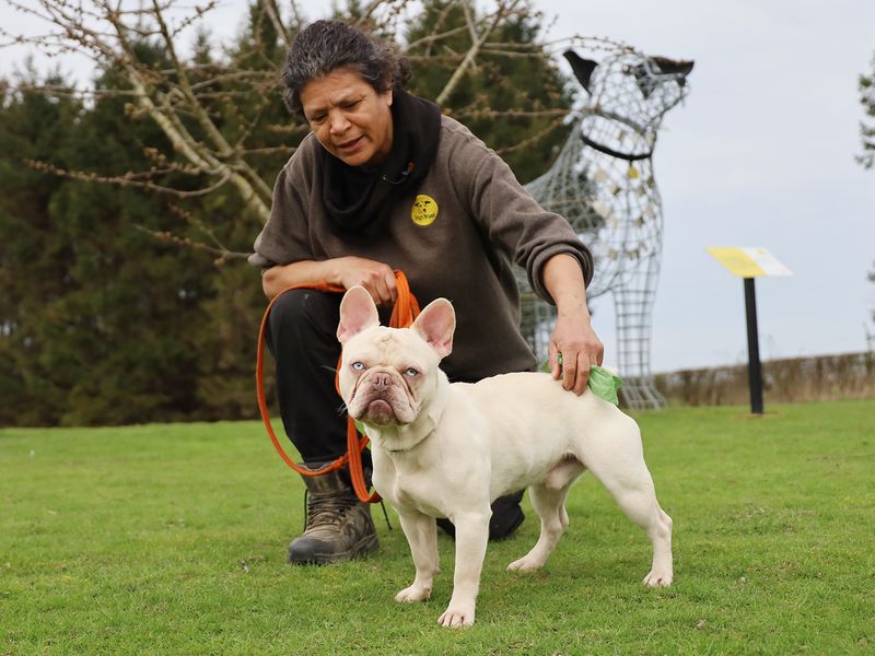 French Bulldog Dogs And Puppies For Adoption