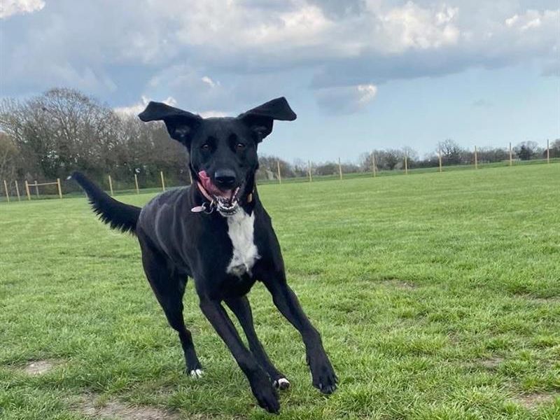 Coco | Lurcher Cross | Newbury (Berkshire) - 1