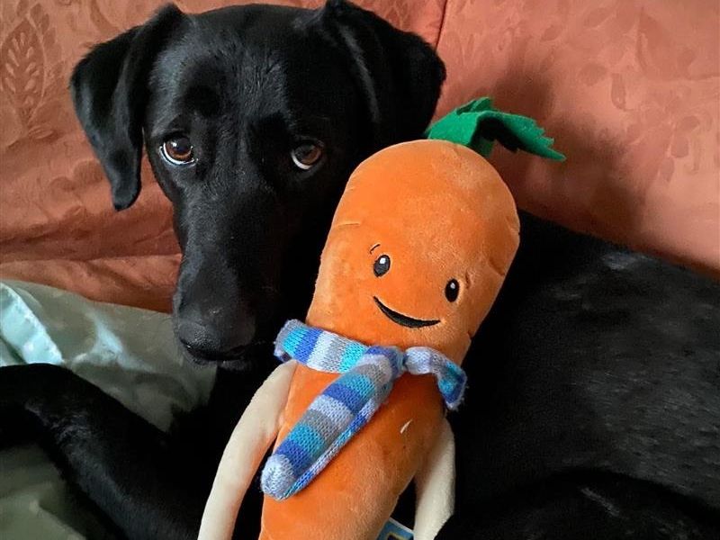 Coco | Retriever (Labrador) Cross | Newbury (Berkshire) - 5