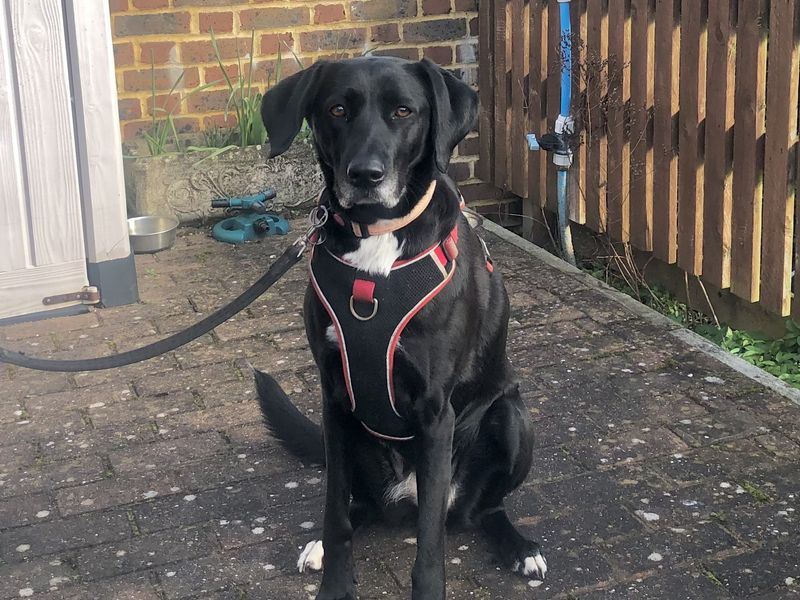 Coco | Retriever (Labrador) Cross | Newbury (Berkshire) - 1