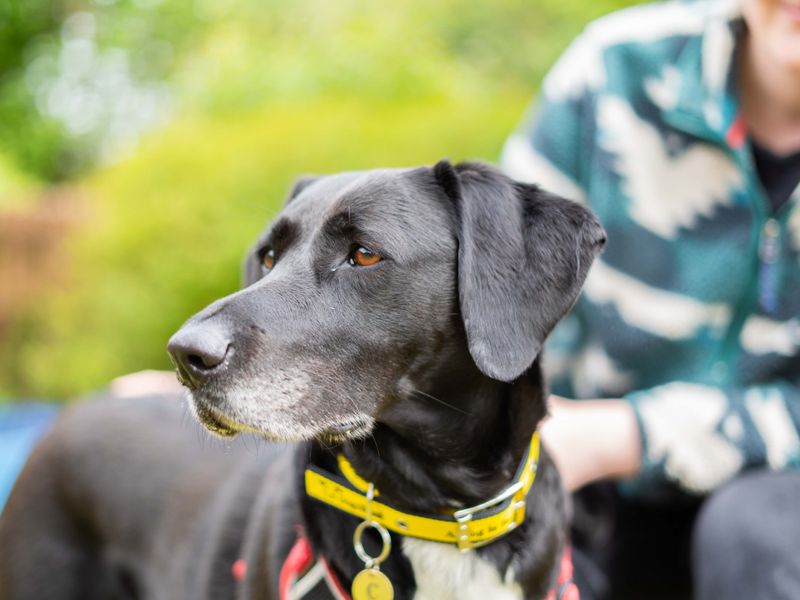 Coco | Retriever (Labrador) Cross | Newbury (Berkshire) - 1