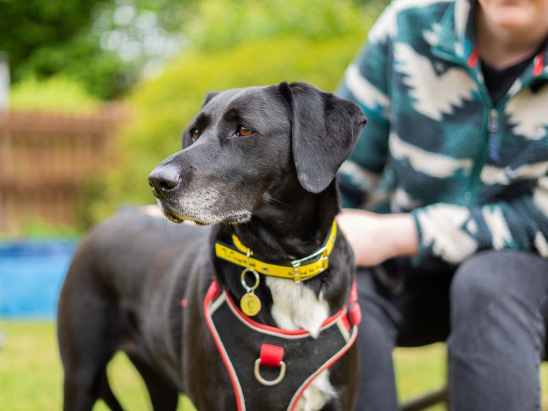 Coco | Retriever (Labrador) Cross | Newbury (Berkshire) - 2