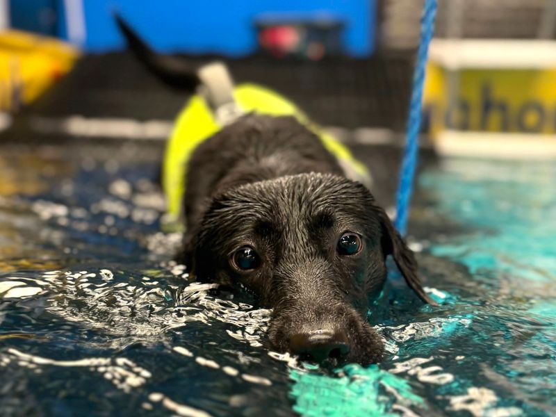 undefined | Retriever (Labrador) | undefined - 4