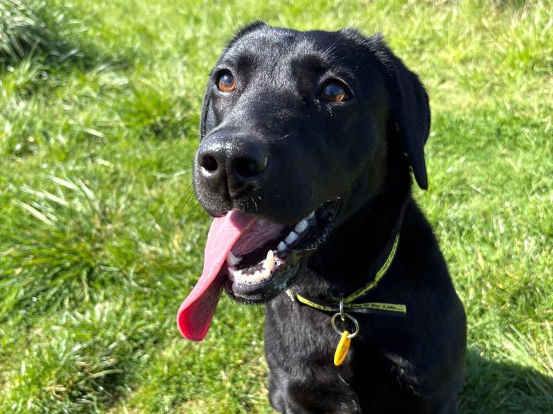undefined | Retriever (Labrador) | undefined - 3