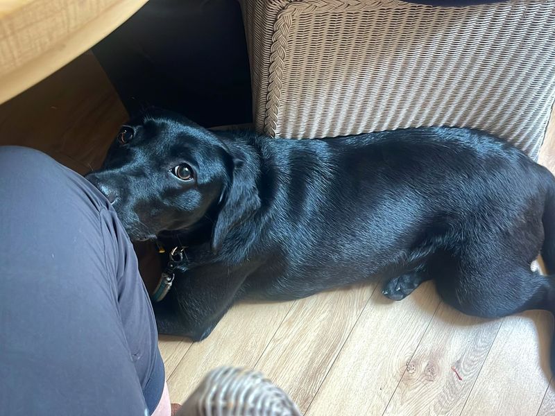 Luna | Retriever (Labrador) | Shoreham (Sussex) - 1