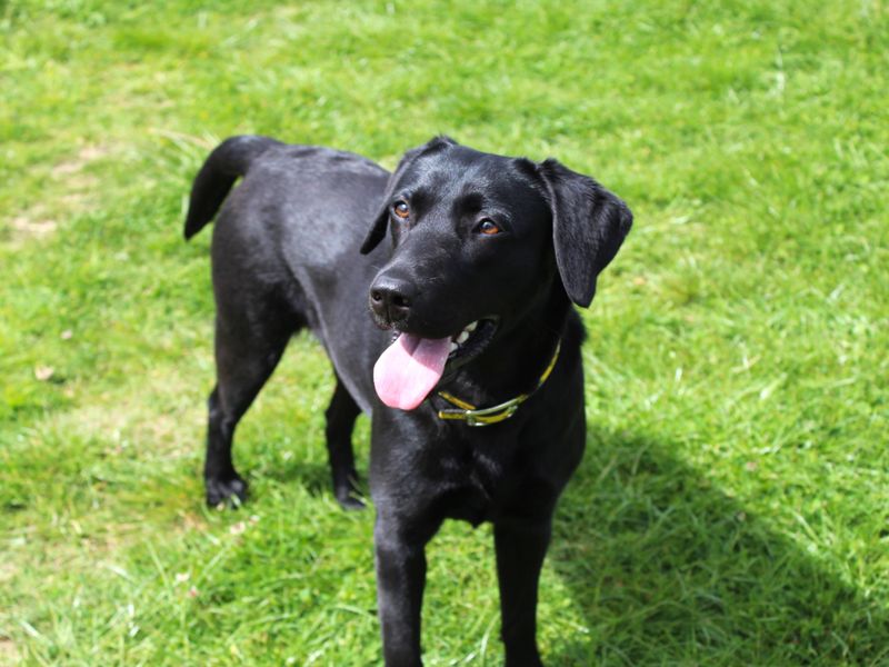 undefined | Retriever (Labrador) | undefined - 2