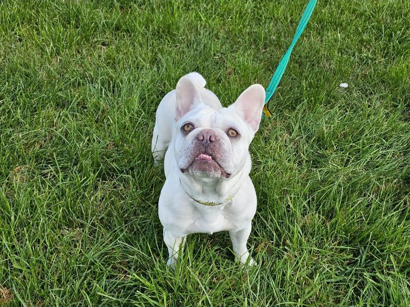 Kallee - Image 4 of 4