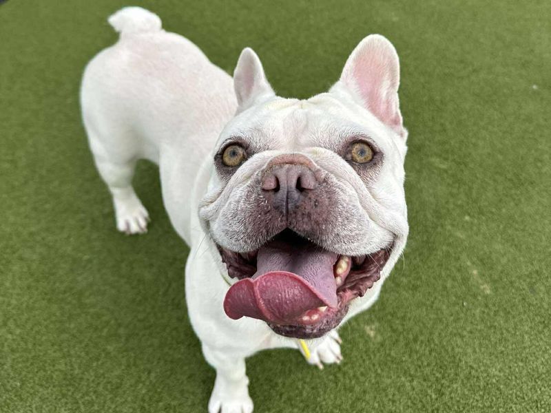 Kallee | French Bulldog | Evesham (Worcestershire) - 1