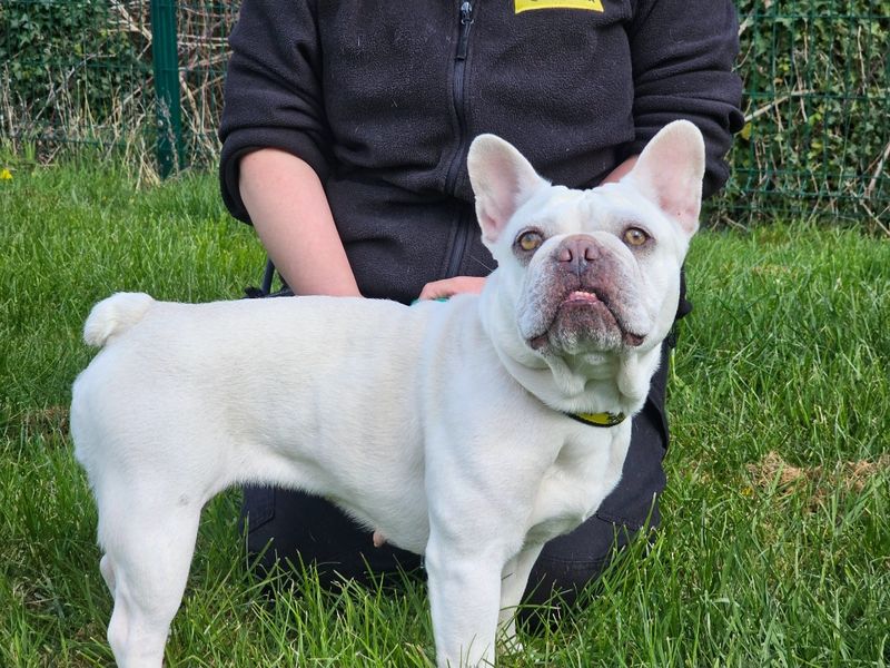 Kallee - Image 2 of 4