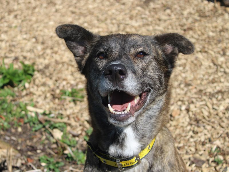 Everest | Lurcher | Merseyside (Liverpool) - 1