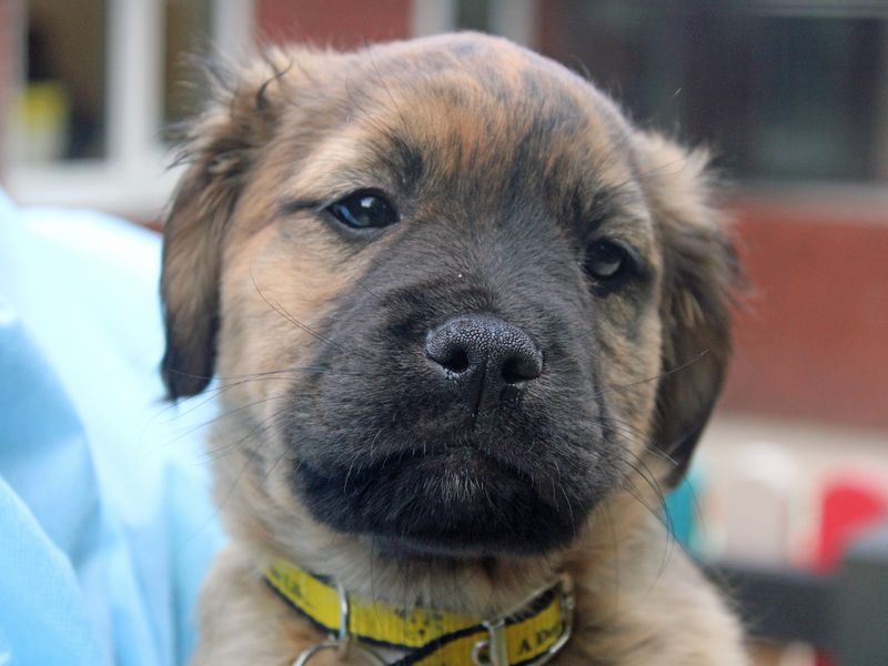 Colt | Lurcher Cross | Merseyside (Liverpool) - 1