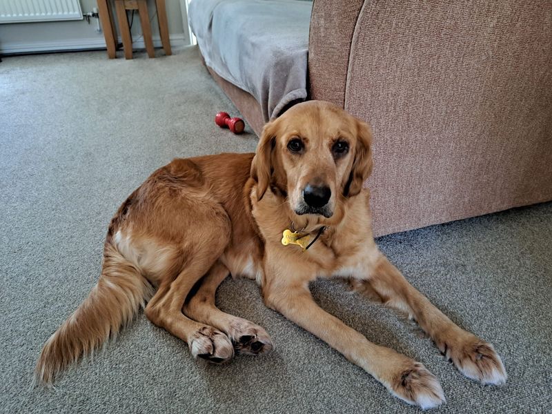 Tallulah - Image 2 of 3