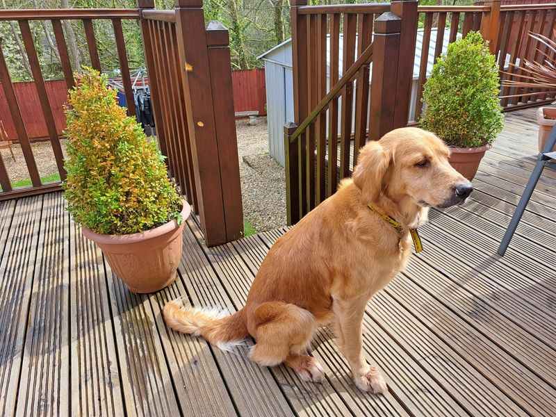 Golden Retriever Dogs And Puppies For Adoption