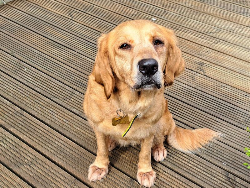 Tallulah - Image 3 of 3