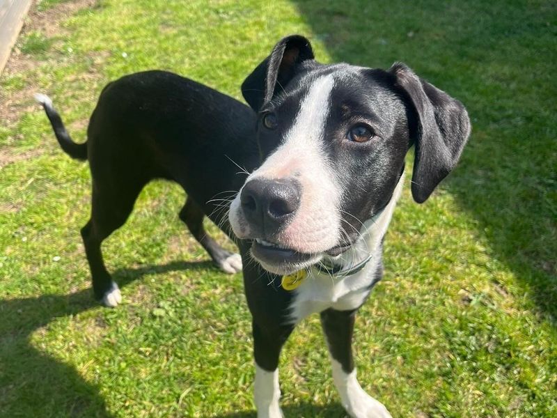 Staffordshire Bull Terrier Dogs And Puppies For Adoption