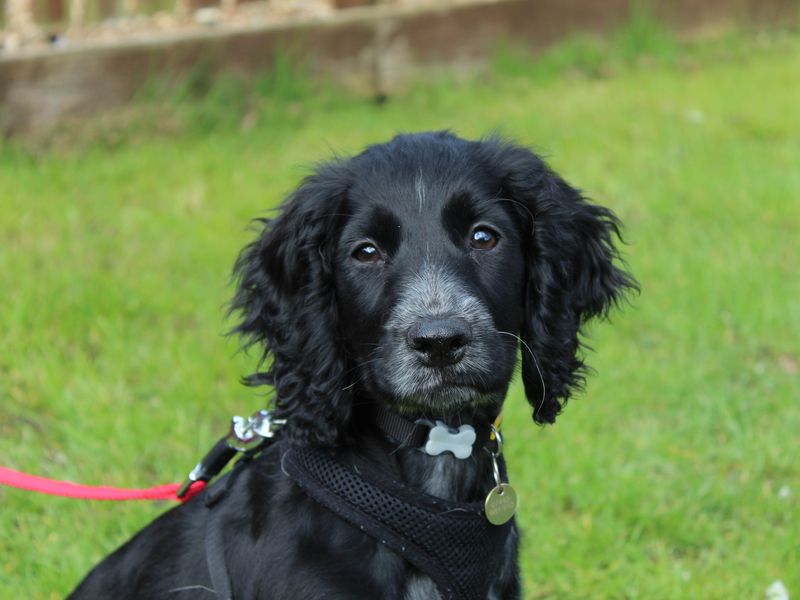 Bailey, a Unknown old female Cocker Spaniel available for adoption from Dogs Trust in Newbury, Berkshire