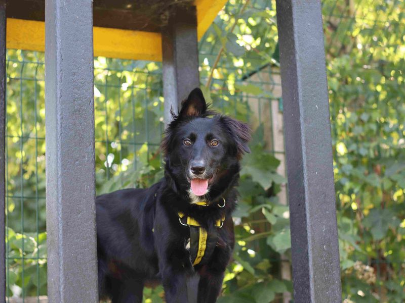 Whisper | Collie (Border) Cross | Glasgow - 4