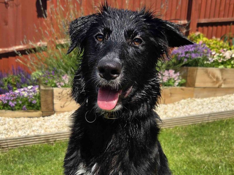 Whisper | Collie (Border) Cross | Glasgow - 5
