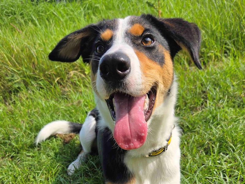 Border Collie Dogs And Puppies For Adoption