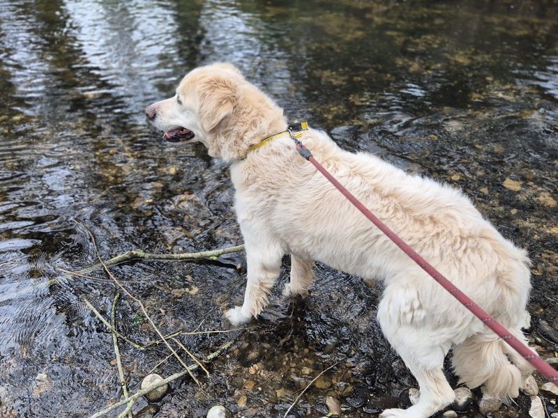 Millie - Image 3 of 5