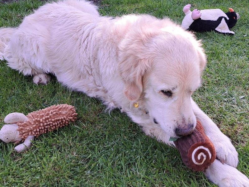 Millie - Image 4 of 5