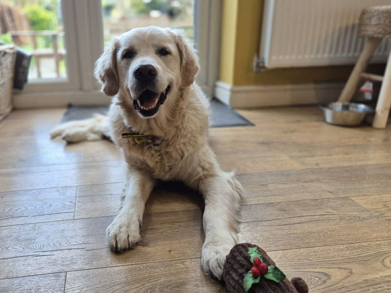 Millie - Image 5 of 5