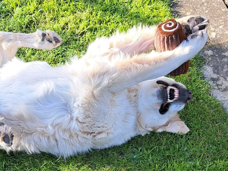 Millie - Image 2 of 5