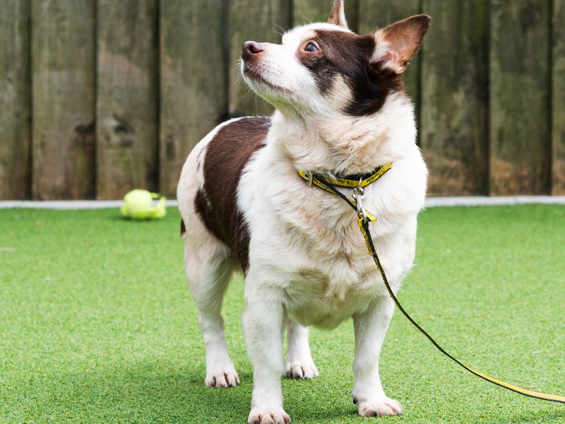 Jack Russell Terrier Dogs And Puppies For Adoption