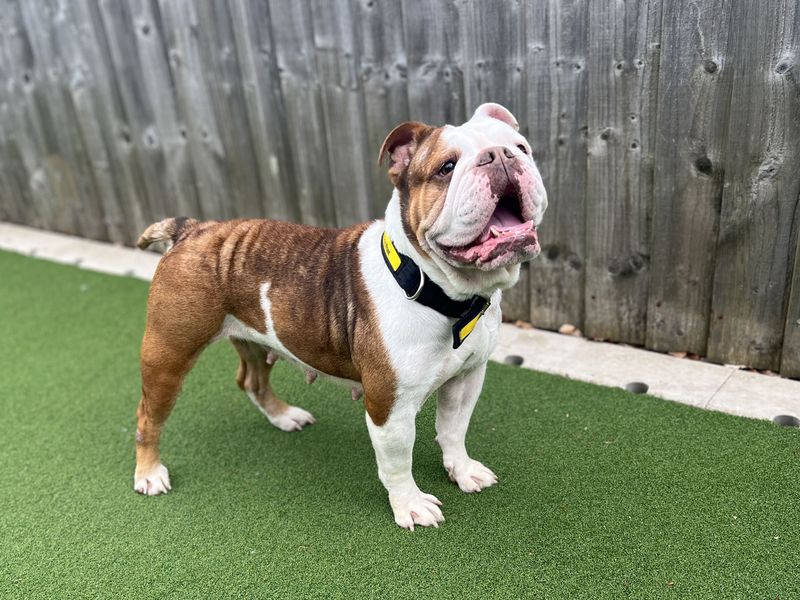 English Bulldog Dogs And Puppies For Adoption