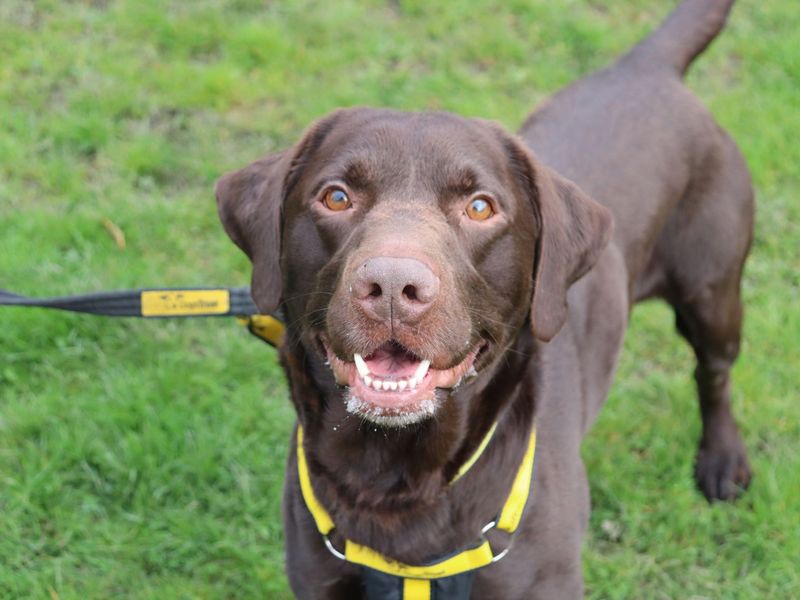 undefined | Retriever (Labrador) | undefined - 1