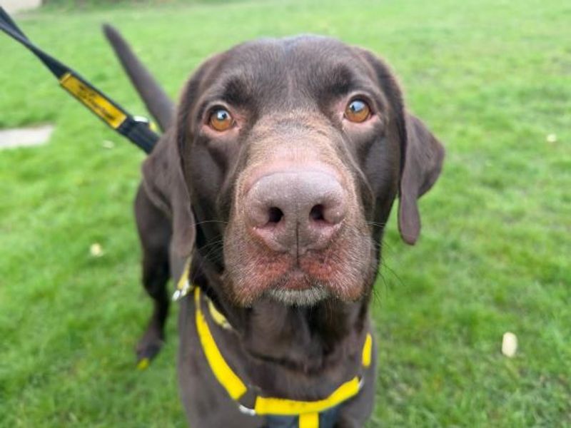 undefined | Retriever (Labrador) | undefined - 2