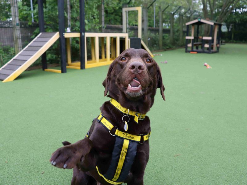 undefined | Retriever (Labrador) | undefined - 3