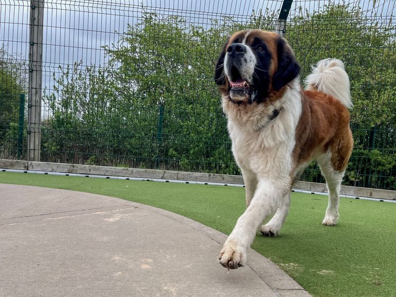 Kiwi | St Bernard | Evesham (Worcestershire) - 1