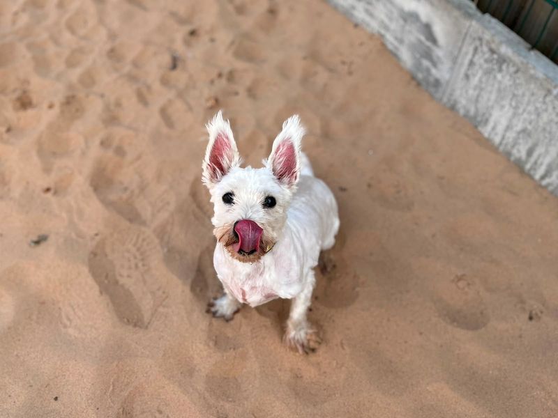 Luna | Terrier (West Highland White) | Cardiff - 3