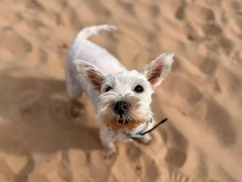 Hamish | Terrier (West Highland White) | Cardiff - 1
