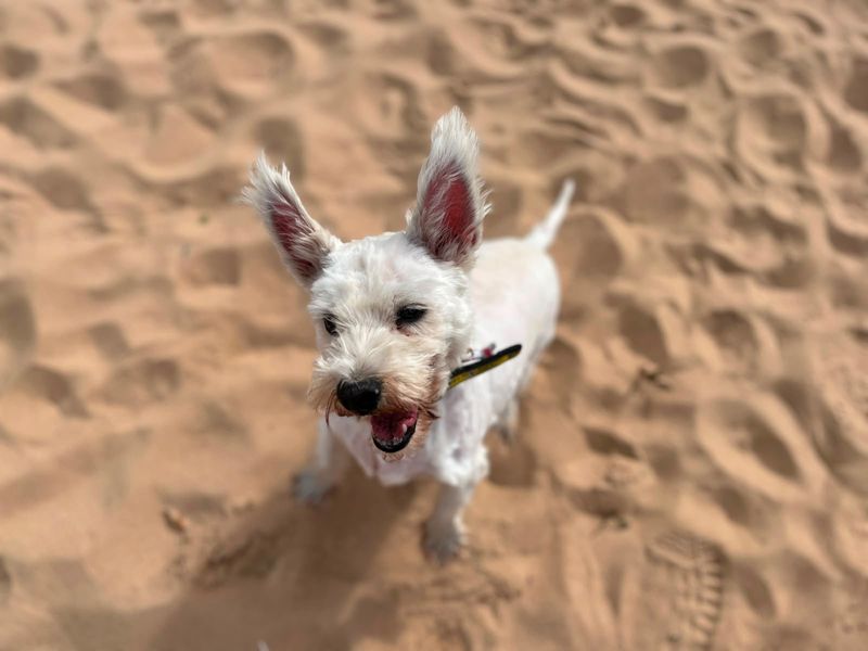 Hamish | Terrier (West Highland White) | Cardiff - 7