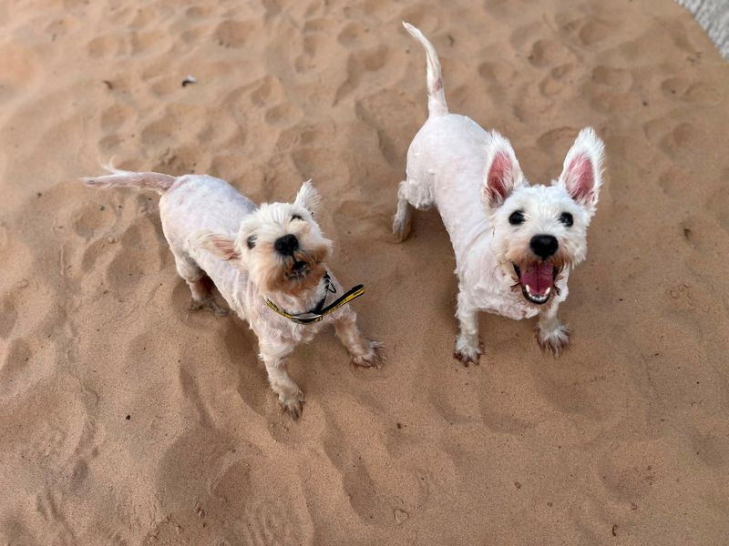 Hamish | Terrier (West Highland White) | Cardiff - 8