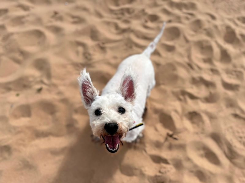 Hamish | Terrier (West Highland White) | Cardiff - 4