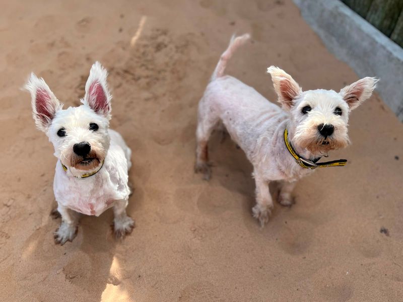 Hamish | Terrier (West Highland White) | Cardiff - 2