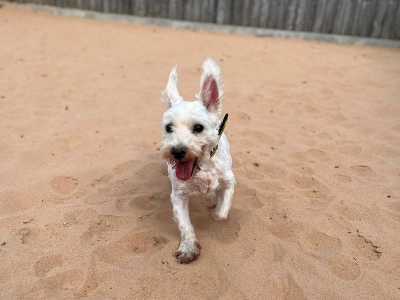 Hamish | Terrier (West Highland White) | Cardiff - 5