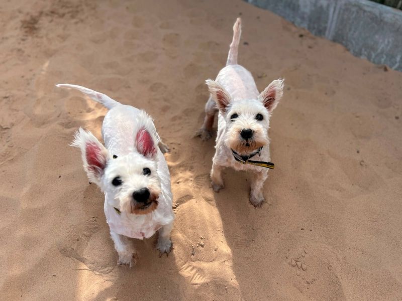 Hamish | Terrier (West Highland White) | Cardiff - 3
